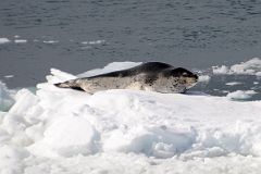 04B A Seal Lies On A Small Piece of Ice Near Aitcho Barrientos Island In South Shetland Islands From Quark Expeditions Antarctica Cruise Ship.jpg